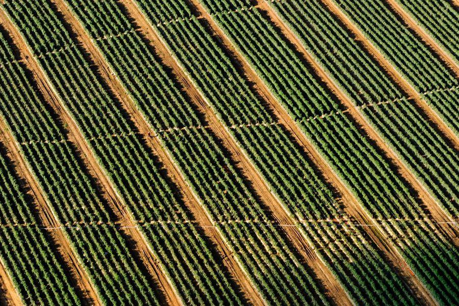 Aerial view of furrowed green fields divided by dirt access lanes